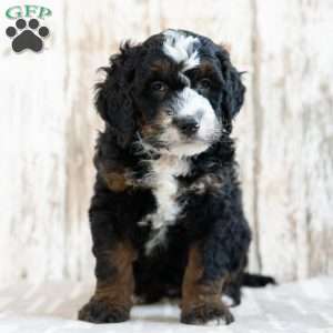 Pedro, Mini Bernedoodle Puppy