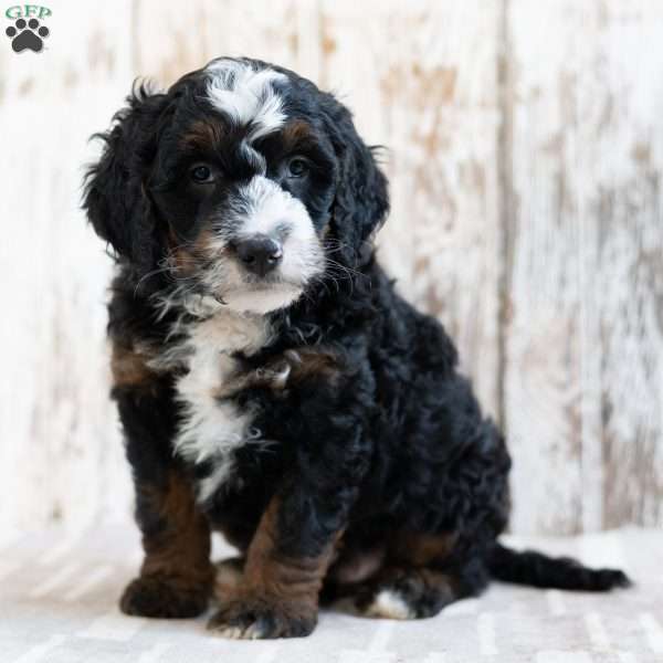 Pedro, Mini Bernedoodle Puppy