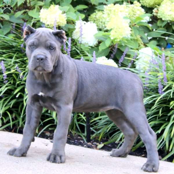 Peggy, Cane Corso Puppy