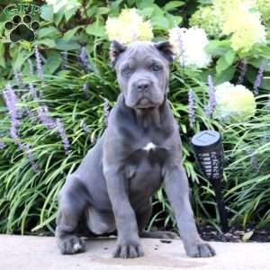 Peggy, Cane Corso Puppy