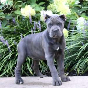 Peggy, Cane Corso Puppy