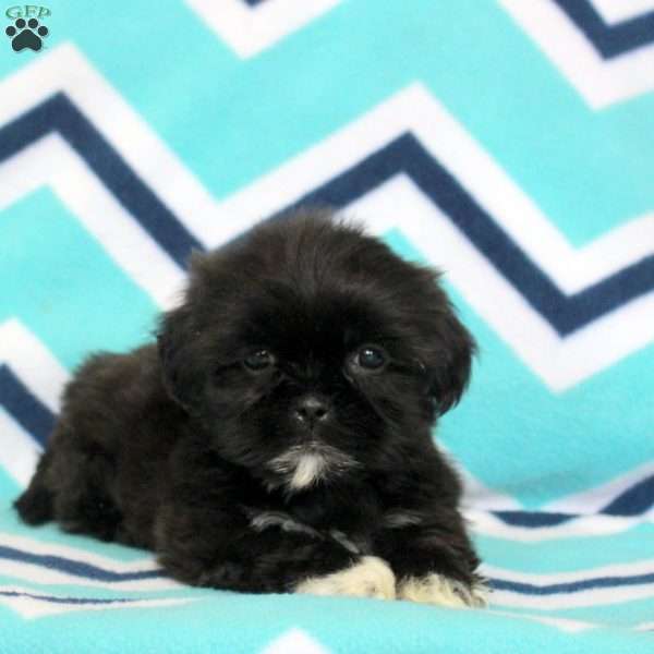 Penny, Shih Tzu Puppy