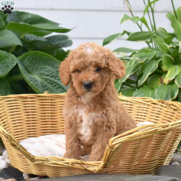 Penny, Mini Goldendoodle Puppy