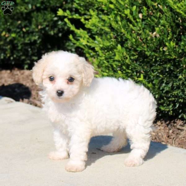 Penny, Bich-Poo Puppy