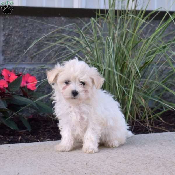 Penny, Maltipoo Puppy