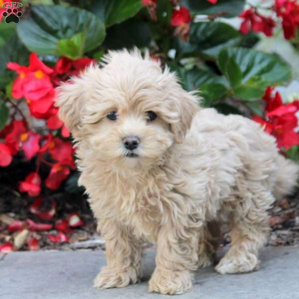 Penny, Maltipoo Puppy