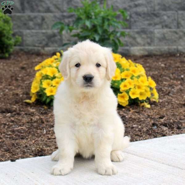 Penny, English Cream Golden Retriever Puppy