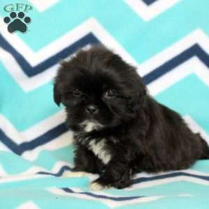 Penny, Shih Tzu Puppy