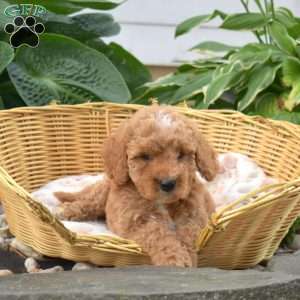 Penny, Mini Goldendoodle Puppy