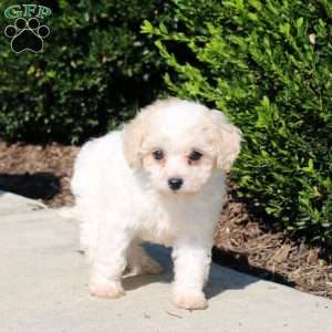 Penny, Bich-Poo Puppy
