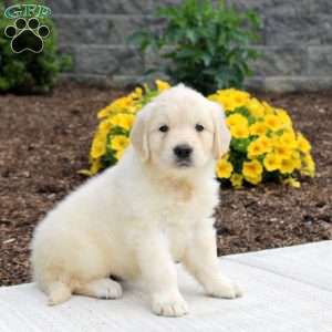 Penny, English Cream Golden Retriever Puppy