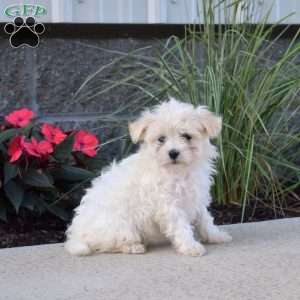 Penny, Maltipoo Puppy