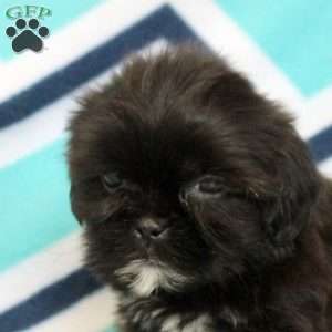 Penny, Shih Tzu Puppy