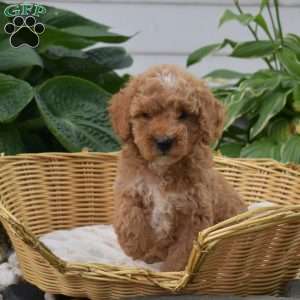 Penny, Mini Goldendoodle Puppy