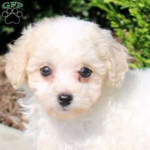 Penny, Bich-Poo Puppy