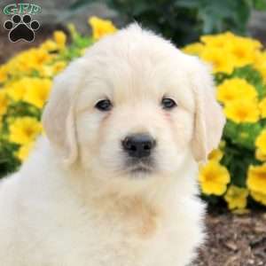 Penny, English Cream Golden Retriever Puppy