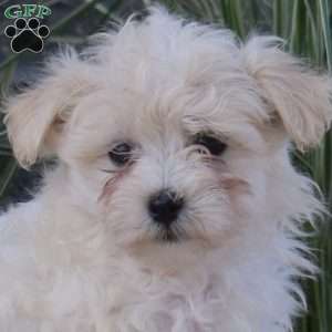 Penny, Maltipoo Puppy