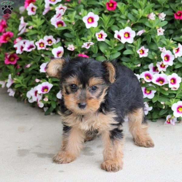 Peppa, Yorkie Puppy