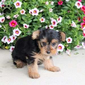 Peppa, Yorkie Puppy
