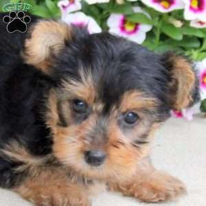 Peppa, Yorkie Puppy