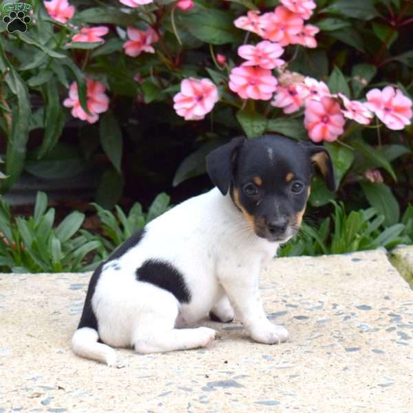 Peppermint, Jack Russell Terrier Puppy