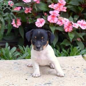 Peppermint, Jack Russell Terrier Puppy