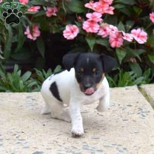Peppermint, Jack Russell Terrier Puppy