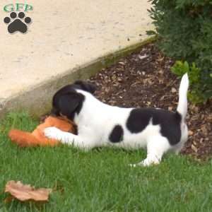 Peppermint, Jack Russell Terrier Puppy