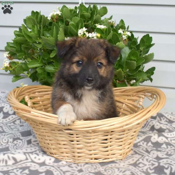 Pepsi, Pomeranian Mix Puppy