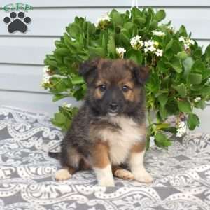 Pepsi, Pomeranian Mix Puppy