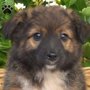Pepsi, Pomeranian Mix Puppy