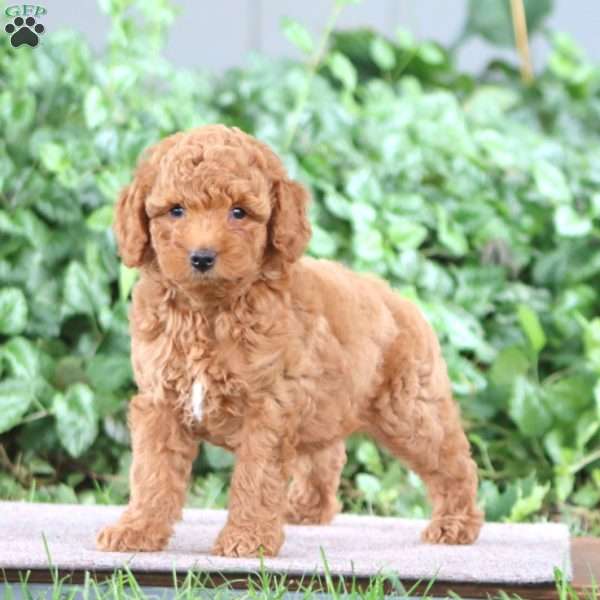 Pepsi, Miniature Poodle Puppy