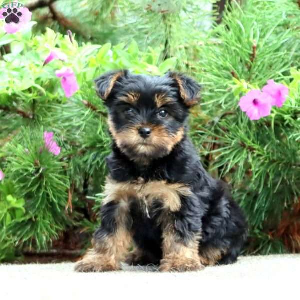 Pepsi, Yorkie Puppy