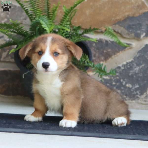 Pepsi, Pembroke Welsh Corgi Puppy