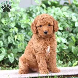 Pepsi, Miniature Poodle Puppy