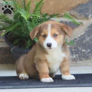 Pepsi, Pembroke Welsh Corgi Puppy