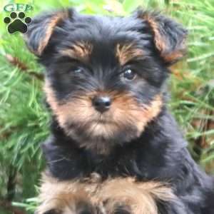 Pepsi, Yorkie Puppy