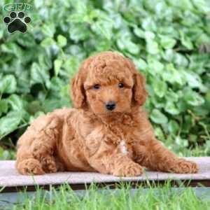 Pepsi, Miniature Poodle Puppy