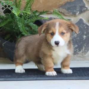 Pepsi, Pembroke Welsh Corgi Puppy