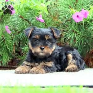 Pepsi, Yorkie Puppy