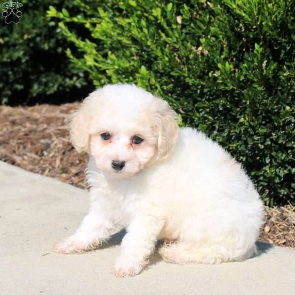 Percy, Bich-Poo Puppy