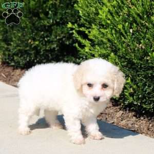 Percy, Bich-Poo Puppy