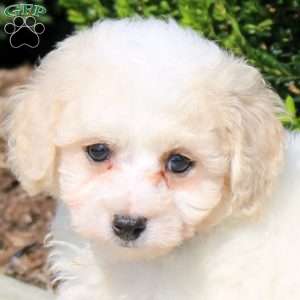 Percy, Bich-Poo Puppy