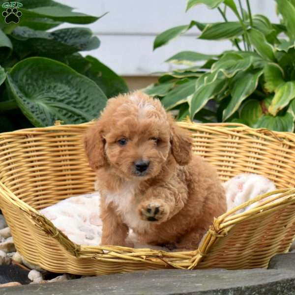 Pesto, Mini Goldendoodle Puppy