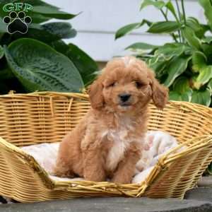 Pesto, Mini Goldendoodle Puppy