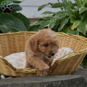 Pesto, Mini Goldendoodle Puppy