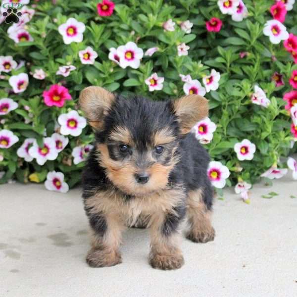 Peter, Yorkie Puppy