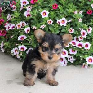 Peter, Yorkie Puppy