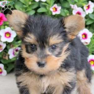 Peter, Yorkie Puppy
