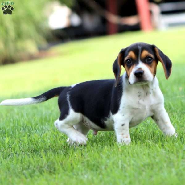 Peter, Beagle Puppy